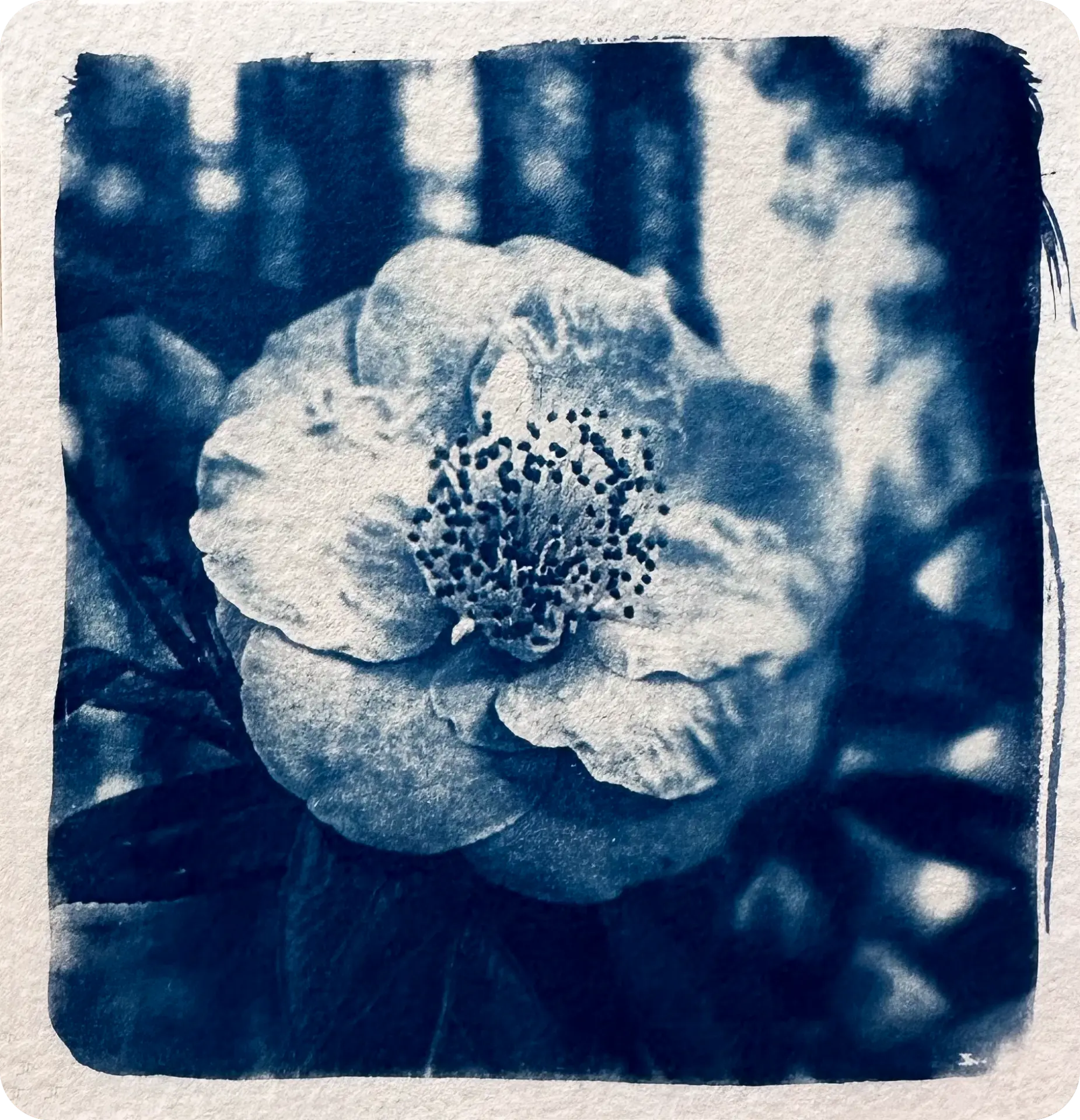 Cianotipia de uma flor com sombras de folhagem