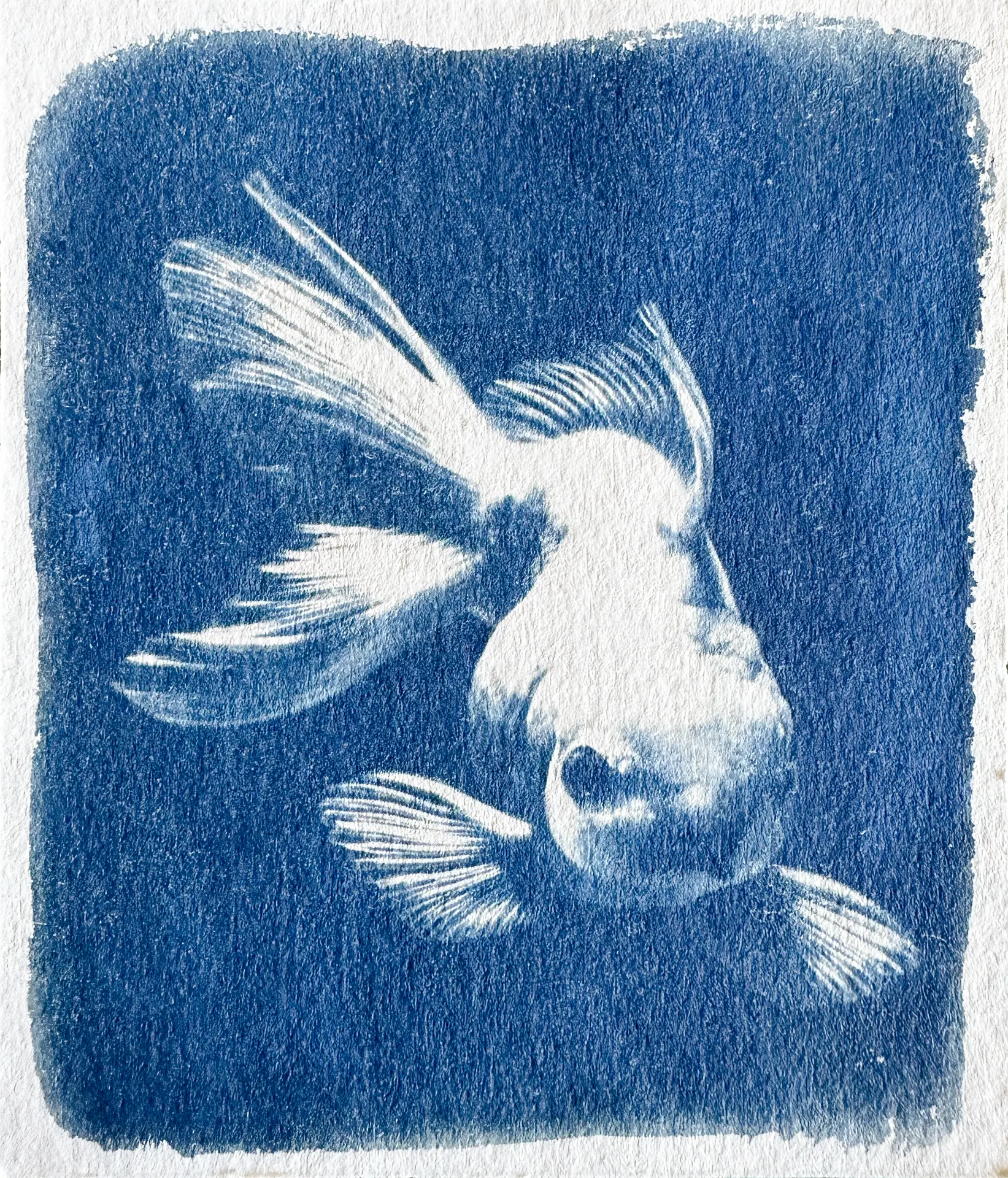 Cianotipia de um peixe